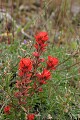 Flowers of Mt. Hamilton and San Antonio Valley