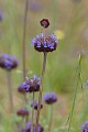 Chia Sage (Salvia columbariae)<br />