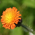 Wildflower, Mount Greylock, Massachusetts