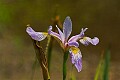 Iris, Berry Pond, Pittsfield State Forest
