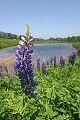 Lupines and Pond at Crawford House, New Hampshire