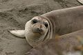 Yearling seal