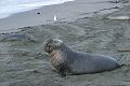 Bull elephant seal (Mirounga angustirostris)