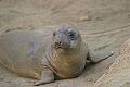 Young elephant seal (Mirounga angustirostris)