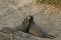Young elephant seals (Mirounga angustirostris)