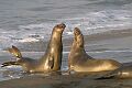 Elephant seal (Mirounga angustirostris) males battling