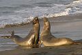 Elephant seal (Mirounga angustirostris) males battling