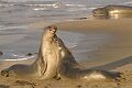 Elephant seal (Mirounga angustirostris) males battling