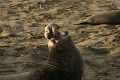 Bull elephant seal (Mirounga angustirostris)
