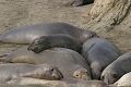 Sleeping elephant seals (Mirounga angustirostris)