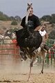 Ostrich Races - Virginia City, Nevada 