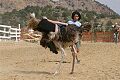 Ostrich Races - Virginia City, Nevada 