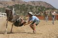 Ostrich Races - Virginia City, Nevada 
