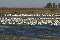 Snow goose (Chen caerulescens), Merced NWR
