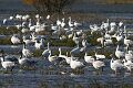 Snow goose (Chen caerulescens), Merced NWR