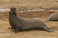 Northern Elephant Seal - young bull