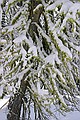 Trees, El Dorado National Forest