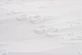Wind-swept footprints in the snow