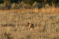 Coyote (Canis latrans)