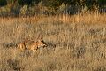 Coyote (Canis latrans)