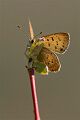 Butterfly, Grand Teton N.P.