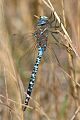 Dragonfly, Grand Teton N.P.
