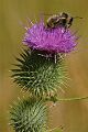 Bee on thistle, Grand Teton N.P.
