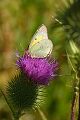 Butterfly, Grand Teton N.P.