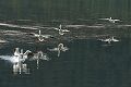 American white pelican (Pelecanus erythrorhynchos), Oxbow Bend 