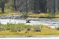 Bull Moose (Alces alces) , Oxbow Bend