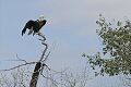 Bald Eagle (Haliaeetus leucocephalus), Oxbow Bend