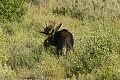 Grand Teton Mammals