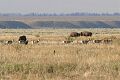Pronghorn (Antilocapra americana)  and American Bison (Bison bison) 