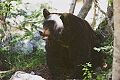 Black Bear (Ursus americanus), Suprise Lake Trail