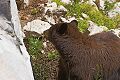Black Bear (Ursus americanus), Suprise Lake Trail