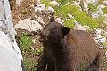 Black Bear (Ursus americanus), Suprise Lake Trail