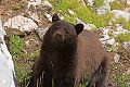 Black Bear (Ursus americanus), Suprise Lake Trail