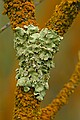 Lichen on quaking aspen