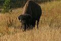American Bison (Bison bison), Cascade Meadows