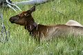 Elk cow (Cervus elaphus) 