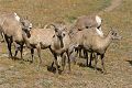 Bighorn sheep (Ovis canadensis)