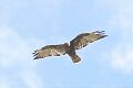 Red-tailed Hawk (Buteo jamaicensis)