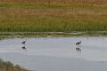 Sandhill crane (Grus canadensis)