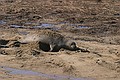 Northern Elephant Seal (Mirounga angustirostris) flipping sand