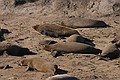Northern Elephant Seals (Mirounga angustirostris) - mothers and pups