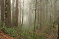 Fog - Big Basin State Park