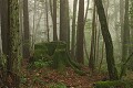 Fog - Big Basin State Park