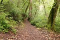 Trail - Big Basin State Park