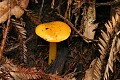 Mushroom - Big Basin State Park