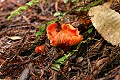 Mushroom - Big Basin State Park